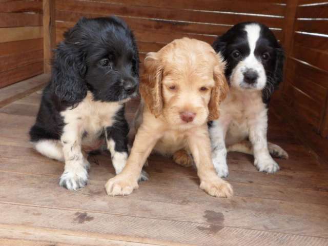 Se Venden Cachorros Cocker Spaniel Adorables Y Juguetonas En Santa Cruz Animales Mascotas