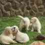 Hermosos cachorros Golden retrievers en venta