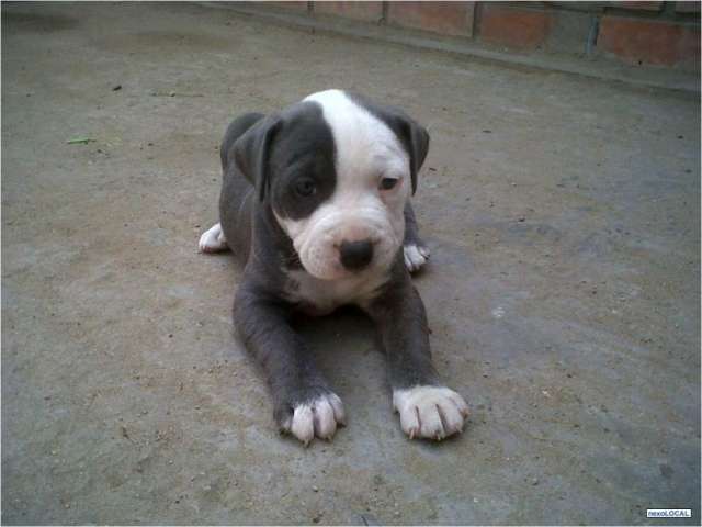 Pitbull Blue En Bolivia Evisos