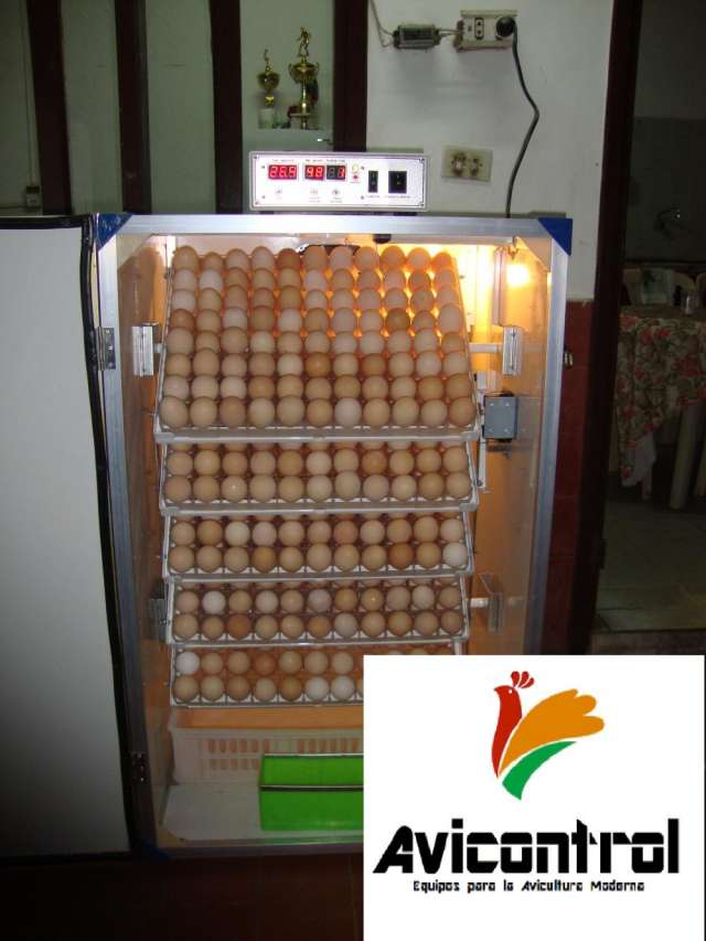 Incubadora avicola ( huevos de gallina o codorniz)