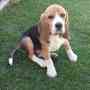 Vendo Hermoso cachorro beagle con pedegree