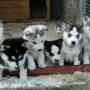 Femenino y Masculino siberiano adopción cachorros husky en venta