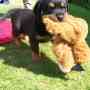 Rottweiler cachorros aKc Reg!!!! mairabico@gmail.com