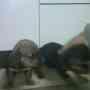 HERMOSOS CACHORROS SALCHICHA