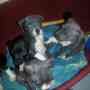 Mezcla de cachorros de Staffordshire Bull Terrier azul & negro