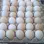 ventas de huevos fértil al por mayor