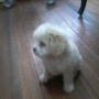 En venta hermosos cachorros Chapicitos, raza pequeña