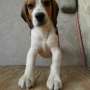 Vendo perrito raza beagle